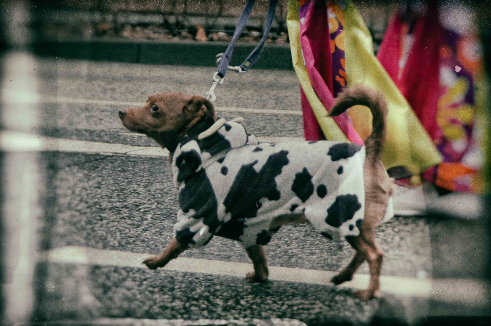 120218 d70 Fasching 8397 Bearbeitet